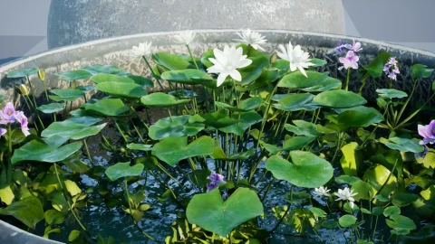 荷叶莲花植物与石缸 - Water tank Aquatic_plants