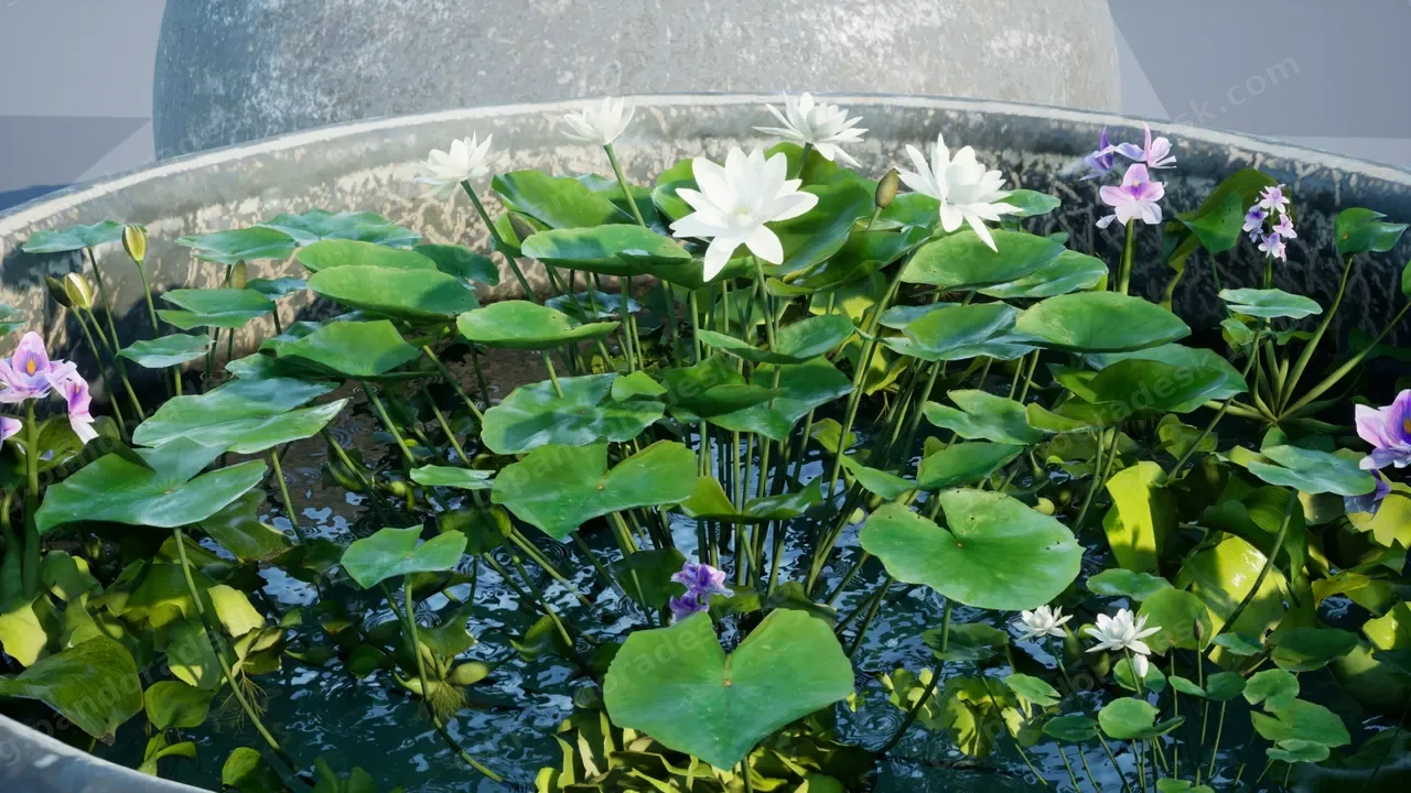 荷叶莲花植物与石缸 - Water tank Aquatic_plants