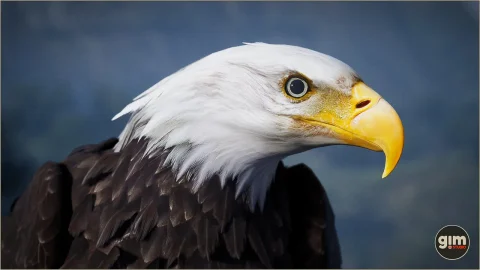 动物界 - 秃鹰 - Animalia - Bald and Golden Eagle