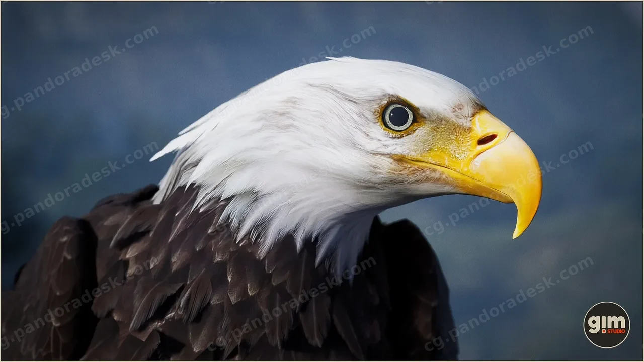 动物界 - 秃鹰 - Animalia - Bald and Golden Eagle