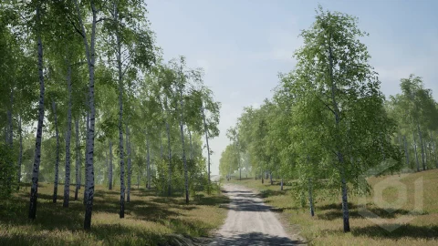 树木:桦树 - Trees: Birch Tree
