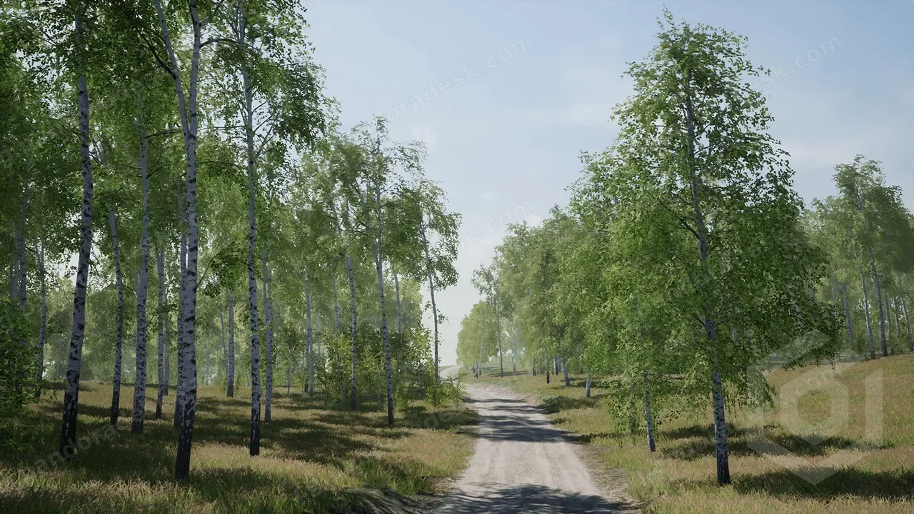 树木:桦树 - Trees: Birch Tree