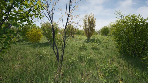 榛树 - Hazel Bushes