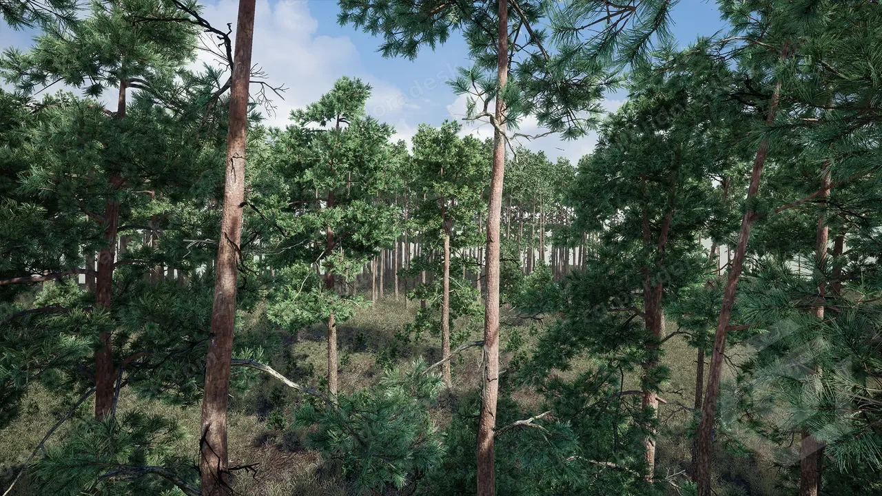 树木:松树 - Trees Pine Tree