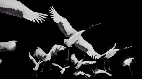 丹顶鹤 - Red Crowned Crane