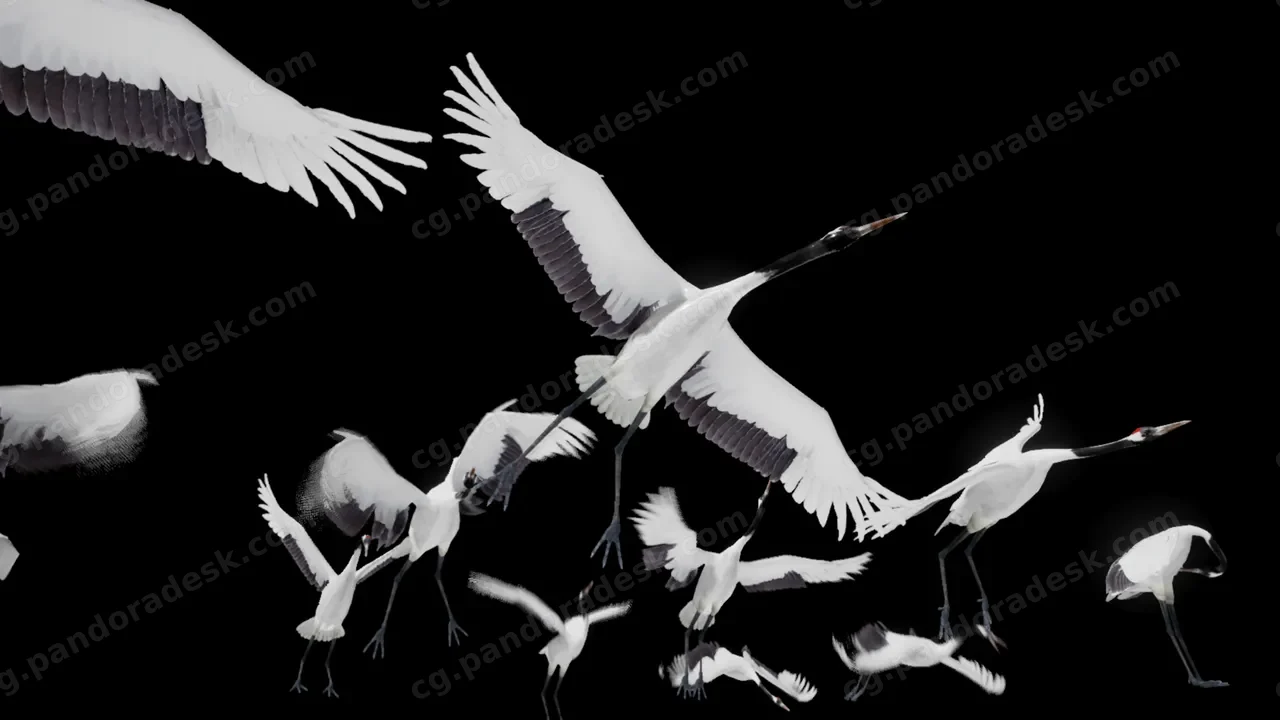 丹顶鹤 - Red Crowned Crane