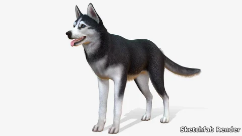宠物狗哈士奇-Dog - Husky