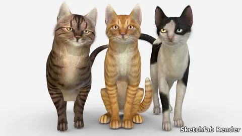 宠物猫-Cats Big Pack