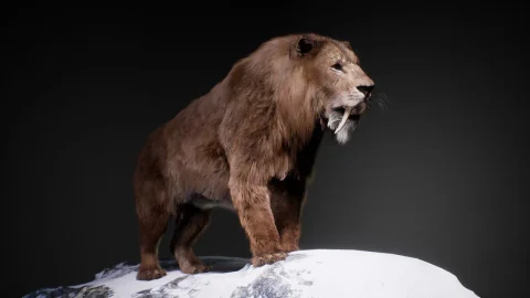 剑齿虎 The Sabertooth