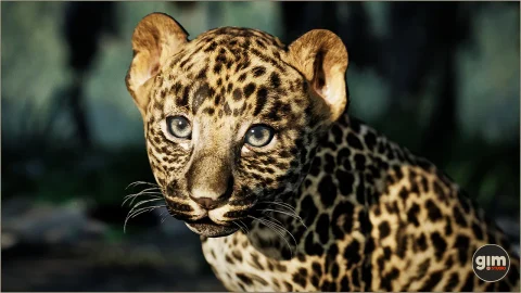 动物界 - 豹子（幼）-Animalia - Leopard (young)