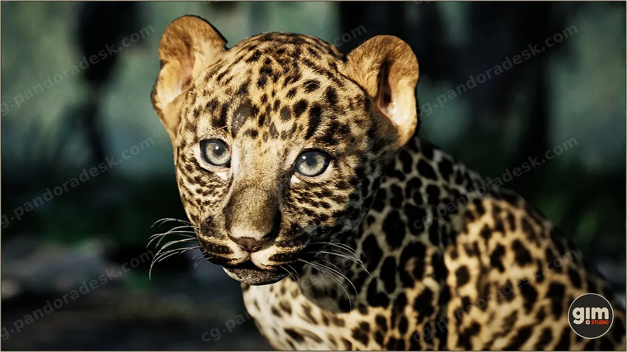 动物界 - 豹子(幼)-Animalia - Leopard (young)