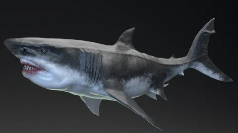 巨齿鲨模型动画 MEGALODON - Sea Monster Series 5