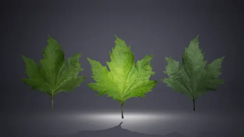 26个扫描叶子 - Leaf Pack