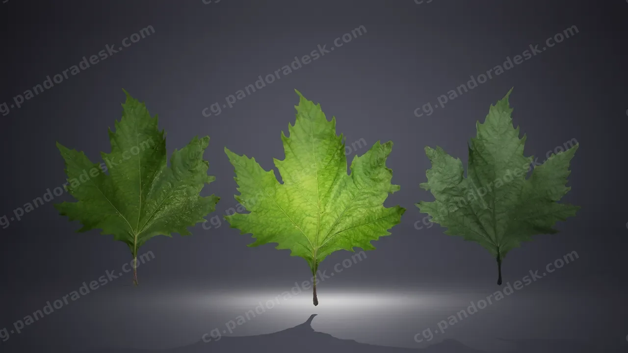 26个扫描叶子 - Leaf Pack