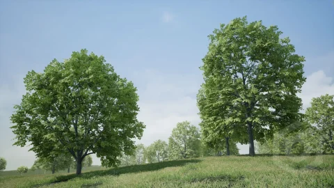 树木:枫树 - Trees: Maple Tree