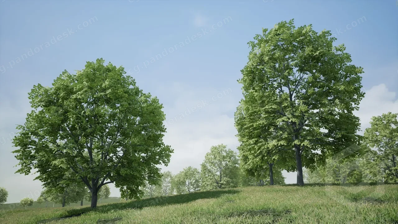 树木:枫树 - Trees: Maple Tree
