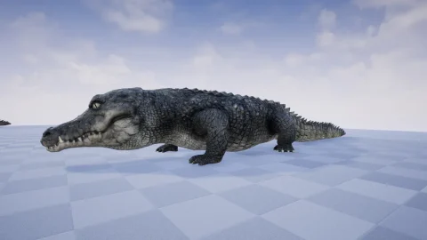 鳄鱼-CROCODILE