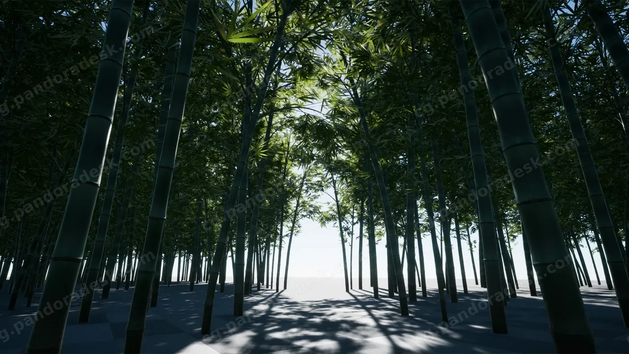 竹林-XBH TREE Vol. 3