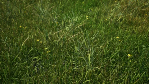 逼真的植被包 - Realistic Foliage Pack