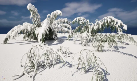 冬季雪花植物 - 大西洋雪松 Winter Snow Plants - Cedrus atlantica Glauca Pendula – Atlas