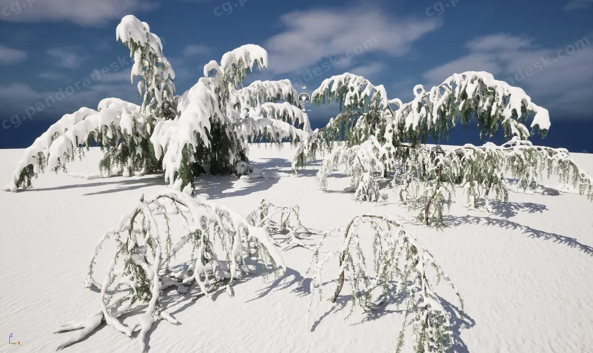 冬季雪花植物 - 大西洋雪松 Winter Snow Plants - Cedrus atlantica Glauca Pendula – Atlas