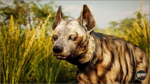 雄性条纹鬣狗带动画 Animalia - Striped Hyena (male)