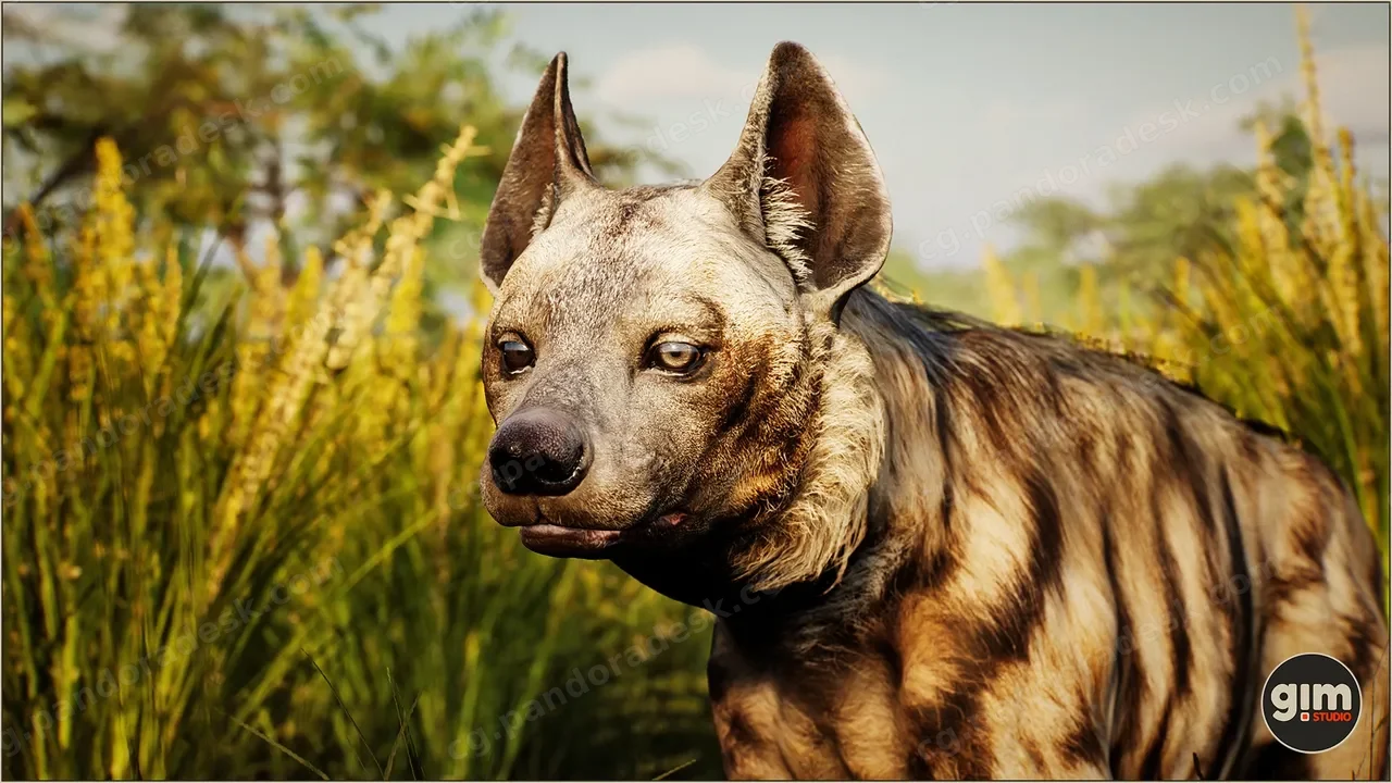 雄性条纹鬣狗带动画 Animalia - Striped Hyena (male)