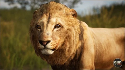 动物 - 狮子（雄性） - Animalia - Lion (male)