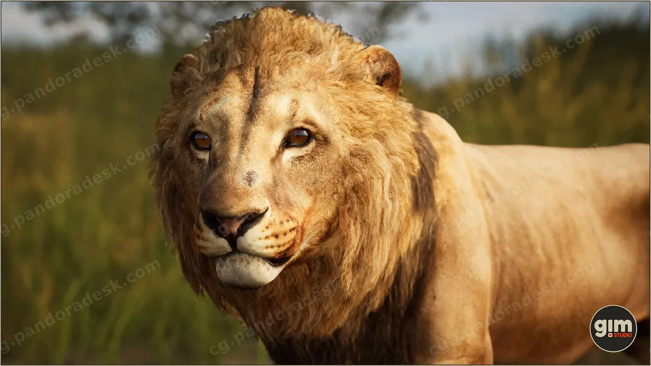 动物 - 狮子(雄性) - Animalia - Lion (male)