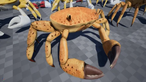 螃蟹-Crab - Animated Creature
