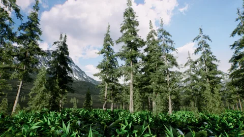 云杉林冬季和夏季 - Spruce forest winter and summer