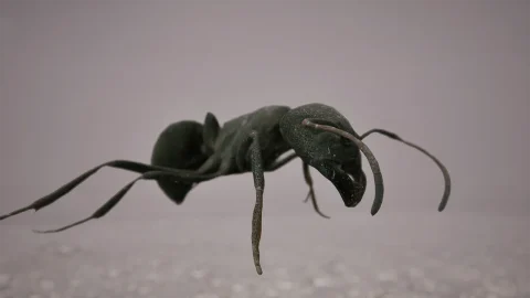蚂蚁/蚂蚁路径蓝图 - Ants