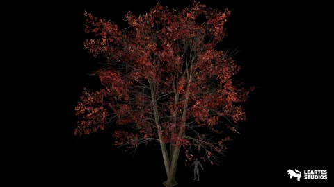 酸木树 - Sourwood Trees