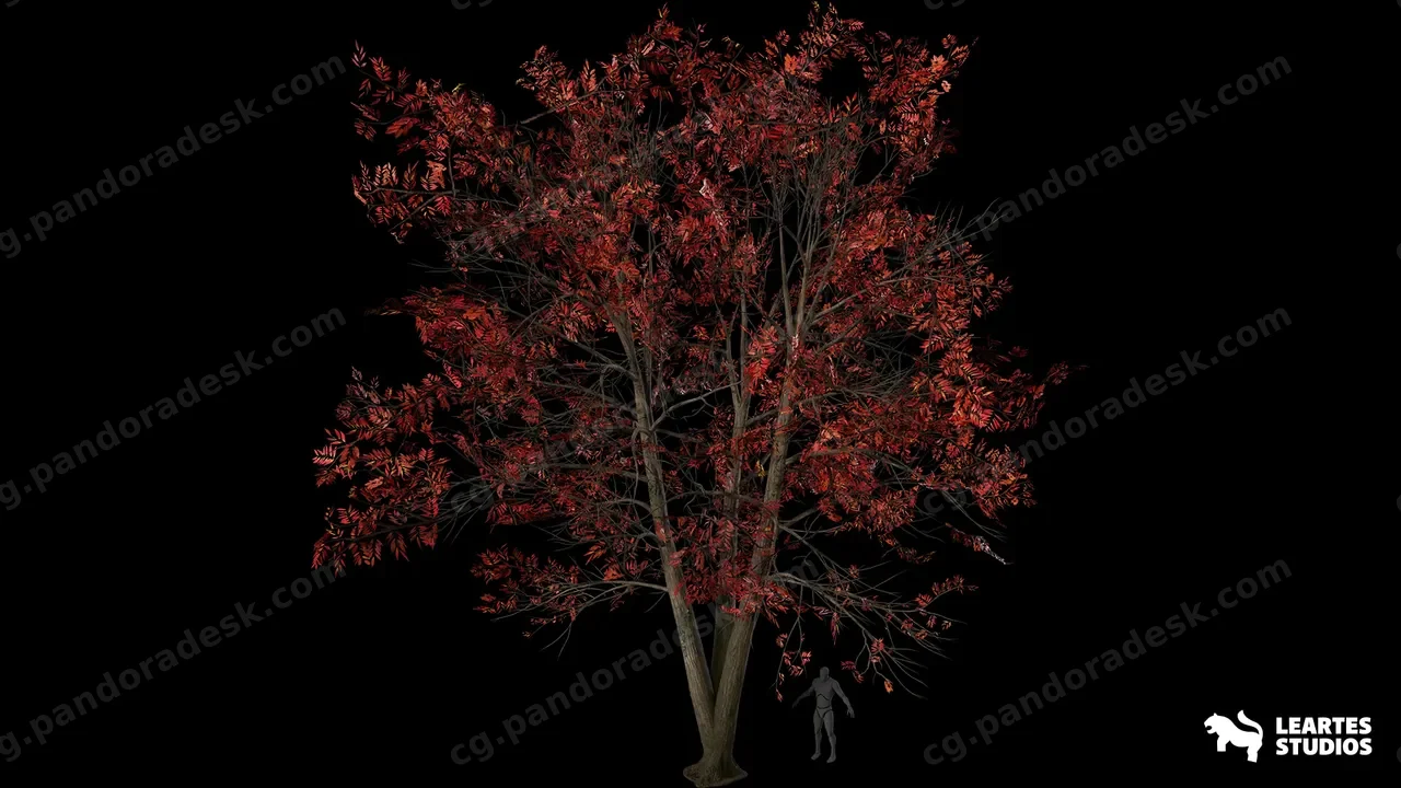 酸木树 - Sourwood Trees