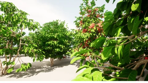 种植水果和蔬菜 plant Fruits and vegetables