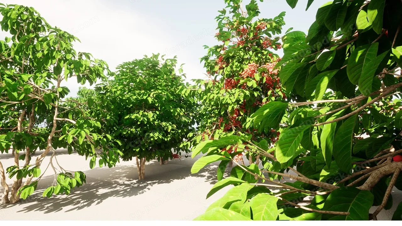 种植水果和蔬菜 plant Fruits and vegetables