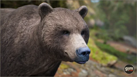 动物界 - 雄性棕熊-Animalia - Brown Bear (male)