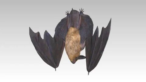 蝙蝠 - Common Pipistrelle Bat