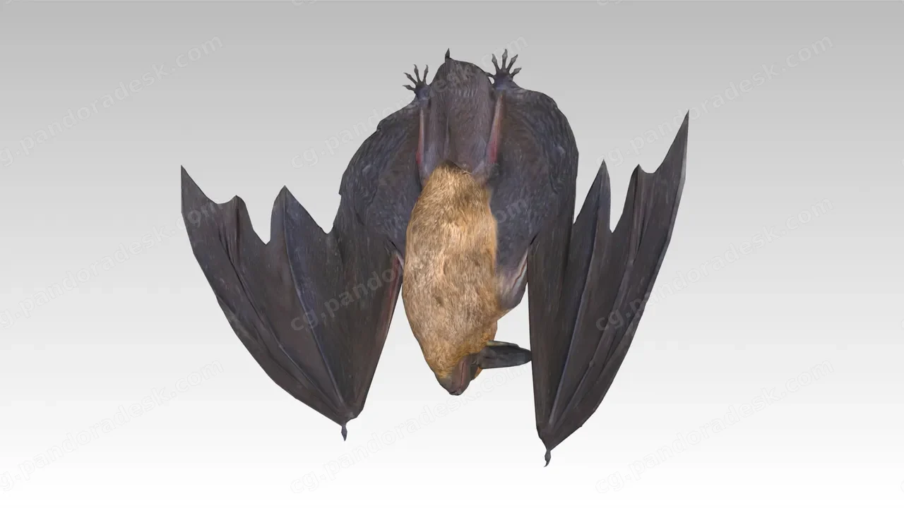 蝙蝠 - Common Pipistrelle Bat