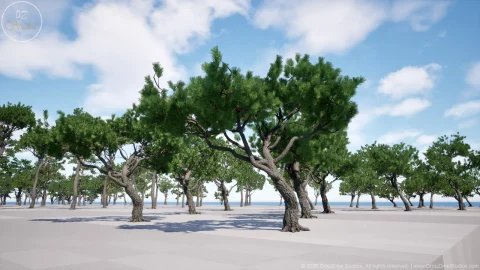 针叶树（松树、柏树和冷杉）DZ Trees - Conifers (Pines, Cypresses and Firs)