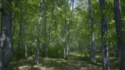 树木：山毛榉树 - Trees：Beech tree