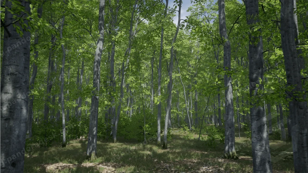 树木:山毛榉树 - Trees:Beech tree
