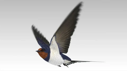 燕子 - Barn Swallow