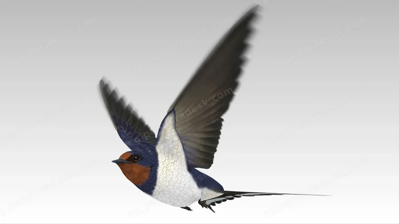 燕子 - Barn Swallow