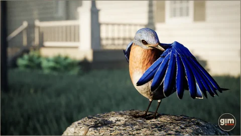 动物界 - 蓝鸟 - Animalia - Bluebird