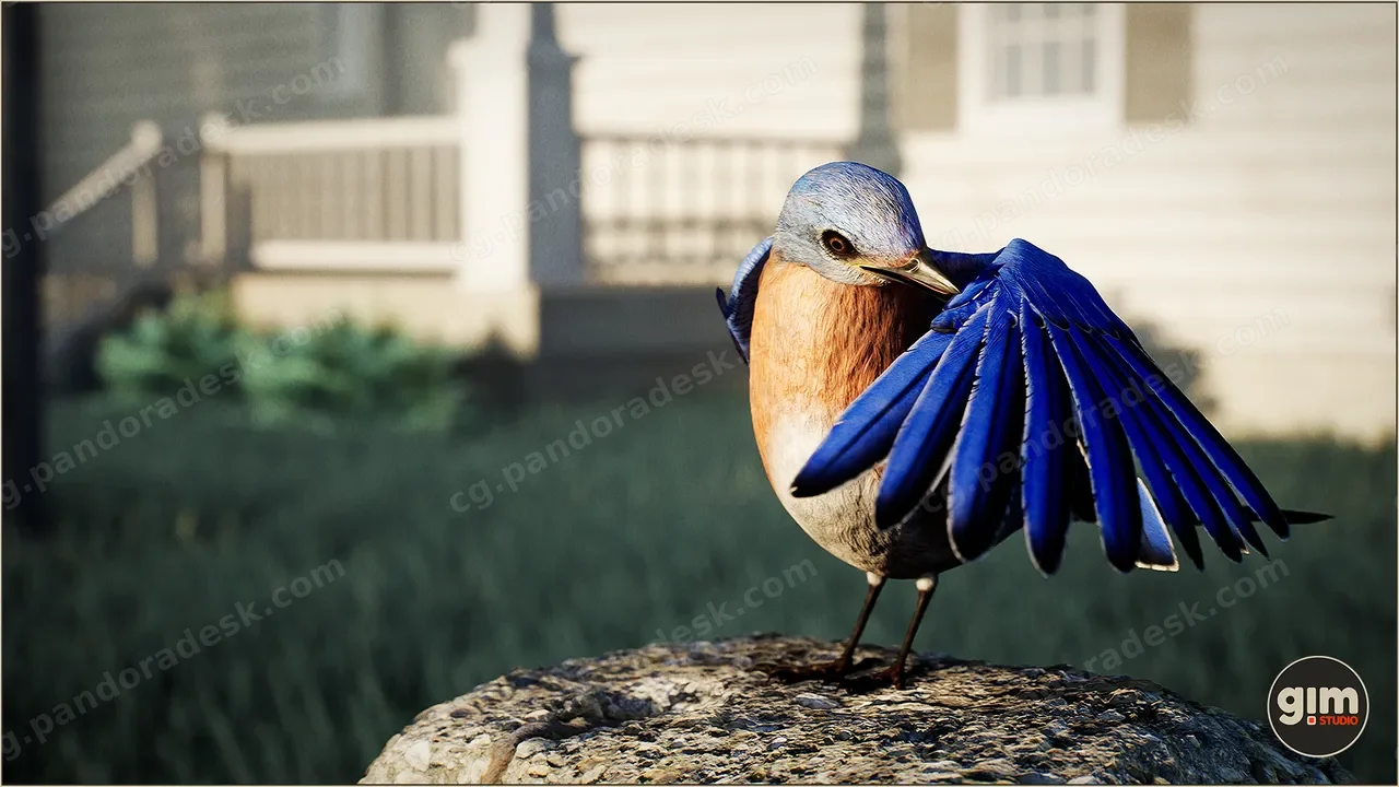 动物界 - 蓝鸟 - Animalia - Bluebird