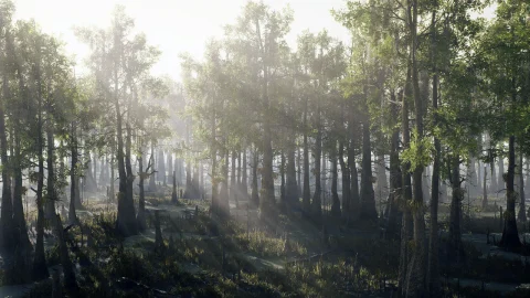 水杉沼泽 - Bald Cypress Swamp