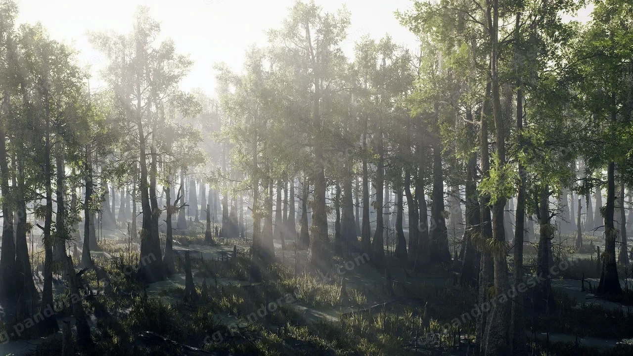 水杉沼泽 - Bald Cypress Swamp