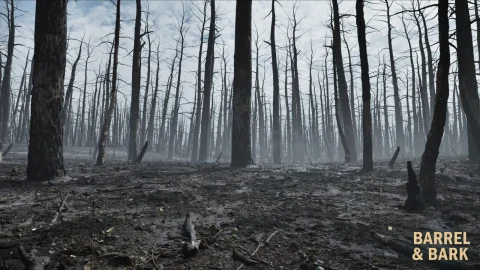 烧毁森林后果环境 - Burnt Forest Aftermath Environment