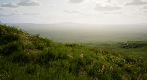 高山草甸 ALPINE MEADOW